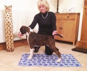 Suki aboput 12 weeks old practice for the ring
